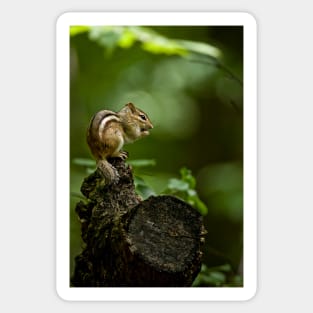 Chipmunk Sticker